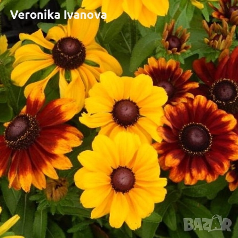 Рудбекия, снимка 3 - Градински цветя и растения - 52863830