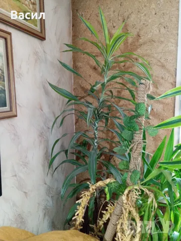 Декоративни цветя . Екзотични.Песента на Индия , снимка 2 - Декорация за дома - 48958050