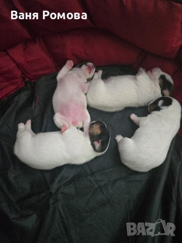 Джак ръсел, снимка 1