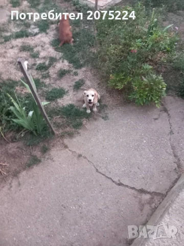 Кокер шпаньол, снимка 5 - Кокер шпаньол - 51240133