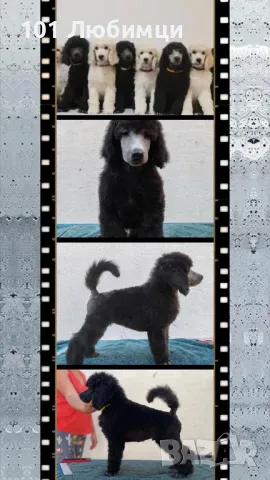 Кралски Пудели, снимка 2 - Пудели - 47450545