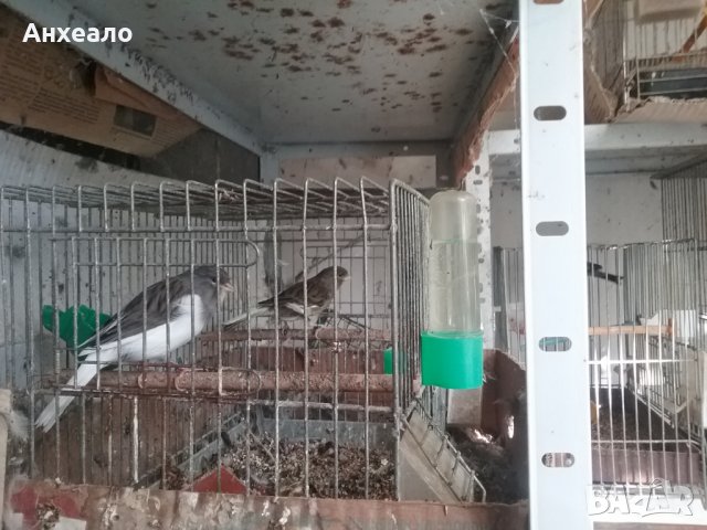 Продавам певчески канари, снимка 9 - Канари - 26796085