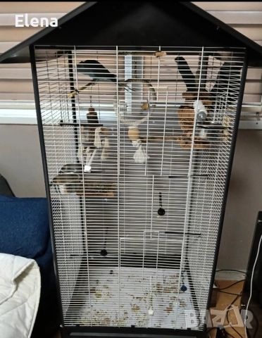 Папагал Александър, снимка 2 - Папагали - 52860891