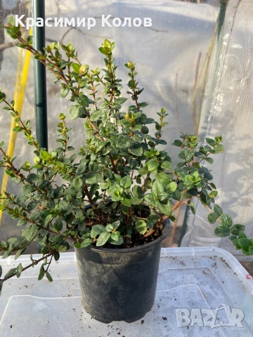 Ягодова мирта, чилийска гуава, Ugni molinae, растения плододаващи, екзотични, снимка 7 - Градински цветя и растения - 52516873