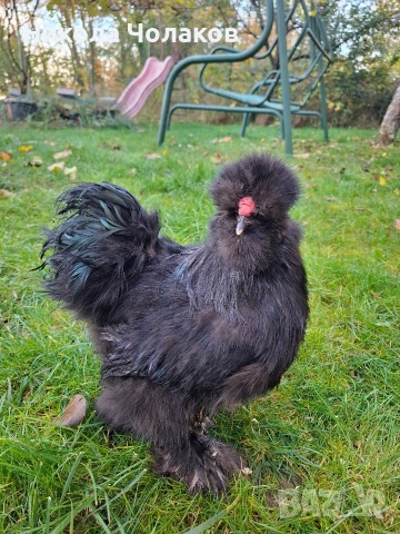 Американски копринки , снимка 6 - Кокошки и пуйки - 52495504