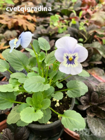 Мини теменужка синя – Viola Mini Blue, снимка 3 - Градински цветя и растения - 52800404