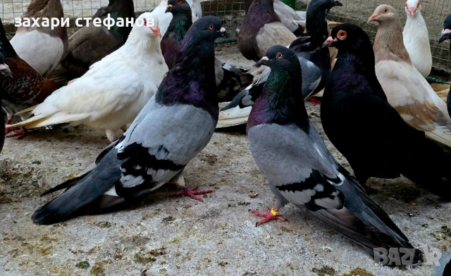 Римски гълъби (Рьомери), снимка 7 - Гълъби - 51181839