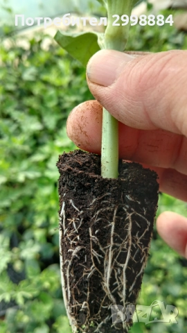 Разсад, снимка 4 - Разсади - 52471727