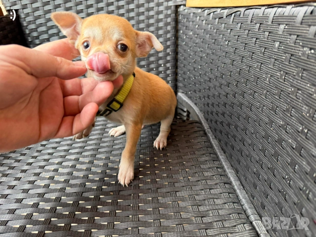 Чихупинчер мъжки Актуално от 24.12.2025