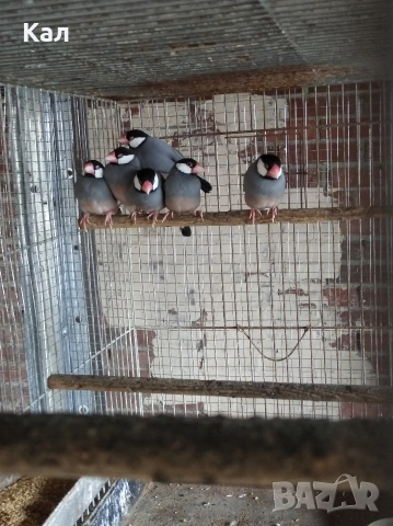 Оризарки, снимка 4 - Амадини - 53572974