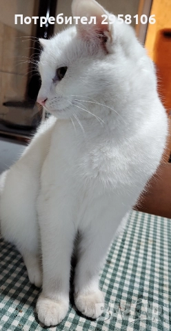 коте, снежно бяло момче, 8 мес., снимка 12 - Британска късокосместа - 51471264