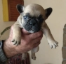 Френски булдог/малки кученца , снимка 6
