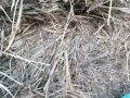 Бали трева. овесена слама със зърно 