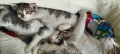 Подарявам малки котенца , снимка 5
