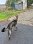 Немска овчарка Сивак за разплод, снимка 4