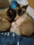сиамски котенца, снимка 1 - Сиамска - 44923041