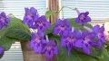 Цвете цъфтящо в лилаво, снимка 1 - Стайни растения - 33663856