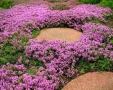 🌿💜 Thymus vulgaris ‘Purple Beauty’ / Пълзяща мащерка , снимка 8