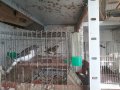 Продавам певчески канари, снимка 9