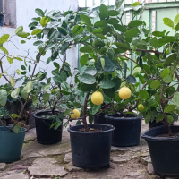 Лимони, снимка 1 - Градински цветя и растения - 44883352