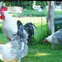 Сребърно Брезе-разплодни яйца, снимка 5 - Кокошки и пуйки - 27645537