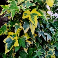 💌 Едролистен шарен бръшлян (Hedera canariensis Variegata), снимка 1 - Градински цветя и растения - 38424033