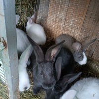 Продавам зайци., снимка 11 - Други животни - 39554621