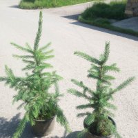 Сребрист смърч (Picea pungens), снимка 10 - Разсади - 35188178