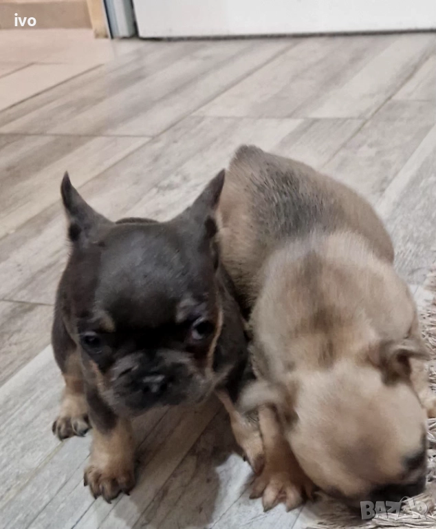 Френски булдочета, снимка 1