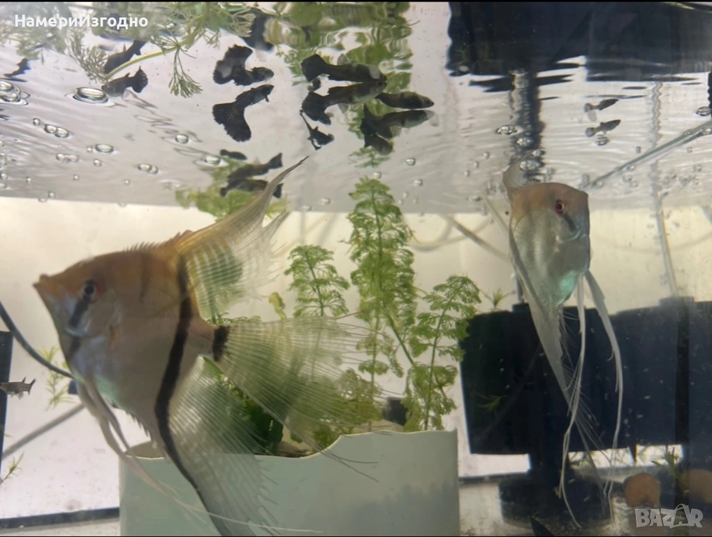 Скаларии по чифтове, снимка 1