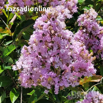 Индийски люляк 'Muskogee', снимка 1