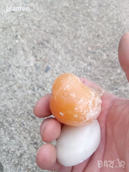 Мраморна птичка, снимка 1