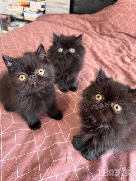 Персийси котенца, снимка 1
