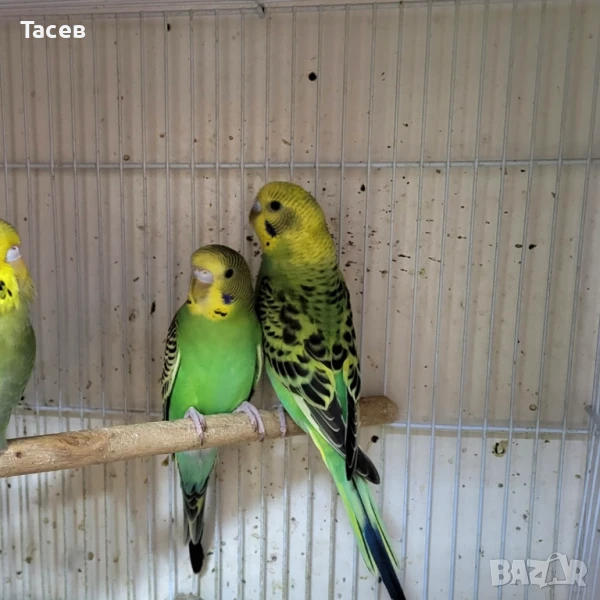 Вълнисти папагали, снимка 1