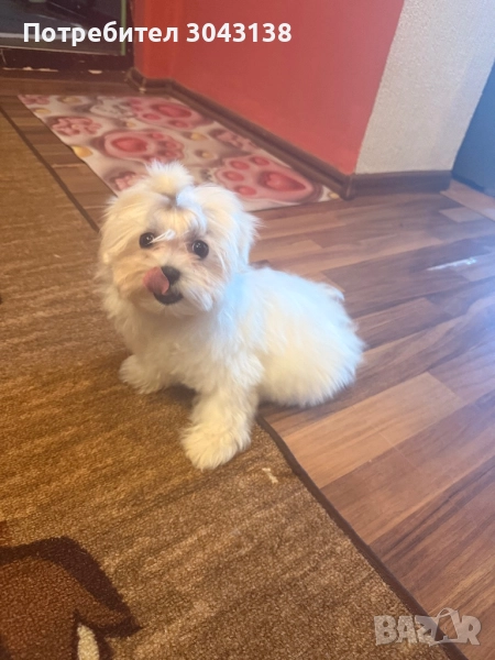 Мини малтийска болонка , снимка 1