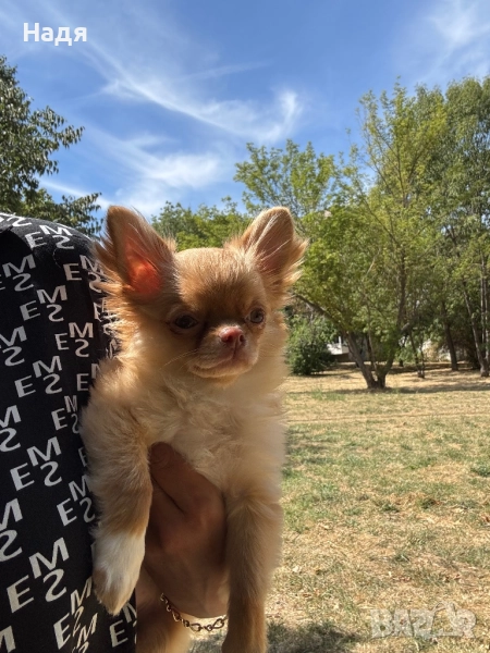 Мъжко дългокосместо чихуахуа, снимка 1