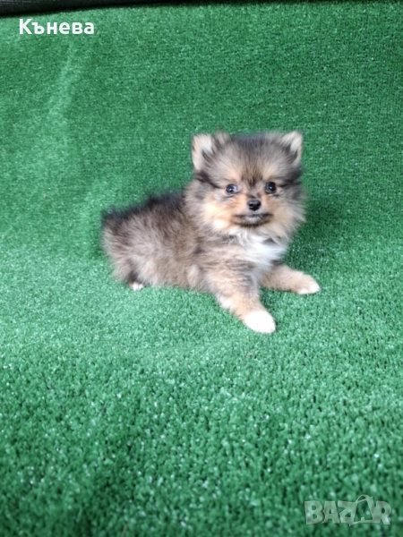 Померан, снимка 1