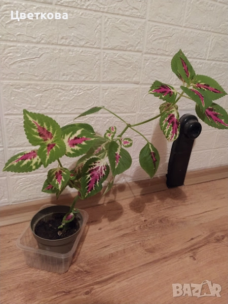 5 различни копривки + отстъпка и подарък, снимка 1