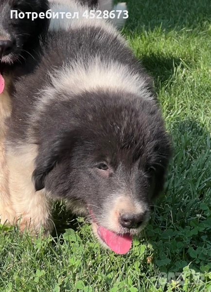 Продавам малки кутрета., снимка 1