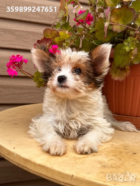 Йоркширски териер бивър, снимка 1