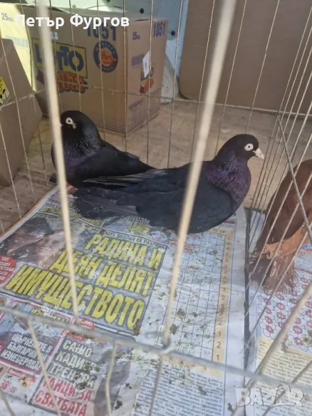 Продавам  Софийки чифт  черни     донеции 2 мъжки, снимка 1