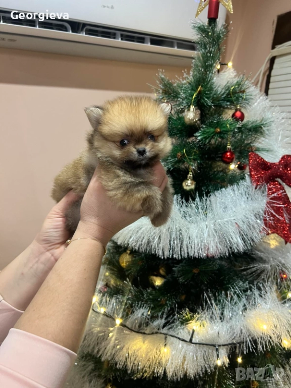 Померан, снимка 1