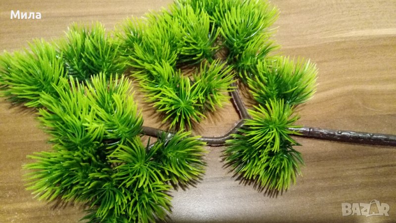 Иглолистна клонка , снимка 1