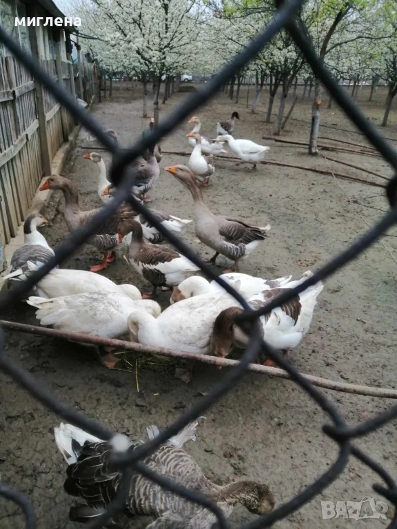 Продавам гъши яйца, снимка 1