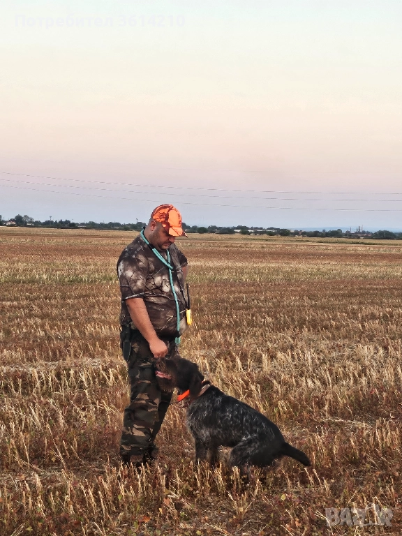 Продавам малки Дратхари от елитни родители, отлична работна линия. Кученцата са на 2 месеца, жизнени, снимка 1