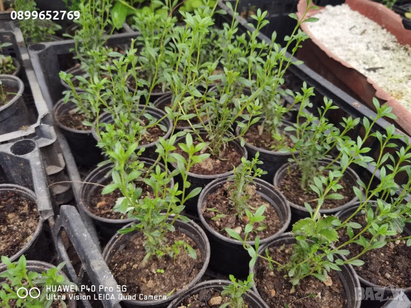 Балканска чубрица, снимка 1