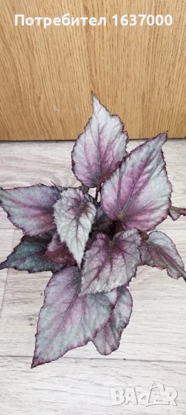 Бегония Maori haze, снимка 1