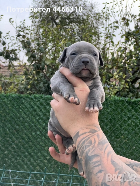 Американско Були ХЛ, снимка 1