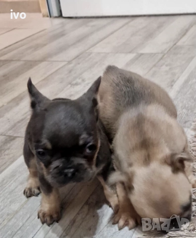 Френски булдочета