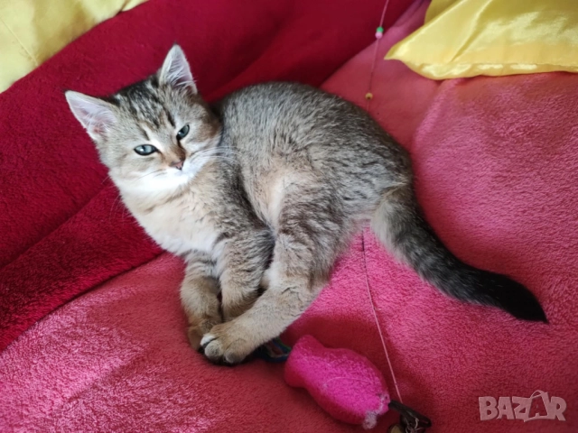 Женско, британско котенце, британска котка, коте цвят агути , снимка 4 - Британска късокосместа - 52456227